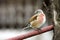 Linnet male (Carduelis cannabina)