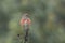 Linnet ordinary Linaria cannabina Bird on a branch