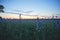 Linseed Field at Sunset