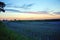 Linseed Field at Sunset