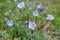 Linum austriacum in botanical garden in Poland