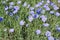 Linum austriacum flowers in spring