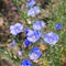 Linum austriacum flowers in spring