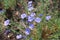 Linum austriacum flowers in spring