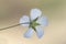 Linum bienne pale flax flower of delicate blue color elegant and small relative of the species used to obtain fiber