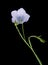 Linum bienne - Pale flax macro detail, spring wild flower