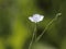 Linum bienne, Pale Flax. Wild plant shot in spring