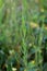 Linum bienne - Wild plant shot in the spring