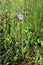 Linum bienne - Wild plant shot in the spring