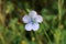 Linum bienne - Wild plant shot in the spring