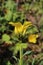 Linum capitatum - Wild plant shot in the spring