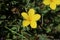 Linum capitatum - Wild plant shot in the spring