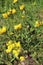 Linum capitatum - Wild plant shot in the spring