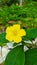 Linum flavum plant yellow flower