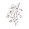 Linum floral plant with flaxseed. Outlined vintage drawing of wild flax flower. Engraved field herb with grains