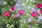 Linum grandiflorum purple flowering plant