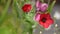 Linum grandiflorum red field flower with a green background is opening and closing in a time lapse