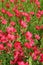 Linum grandiflorum - Red flowers in the botanical garden. Decorative variety of flax