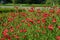 Linum grandiflorum - Red flowers in the botanical garden. Decorative variety of flax