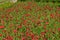 Linum grandiflorum - Red flowers in the botanical garden. Decorative variety of flax