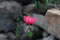Linum grandiflorum rubrum  flower close up shoot.