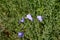 Linum hirsutum with blue flowers