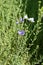 Linum hirsutum with blue flowers