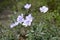 Linum hirsutum with light violet flowers