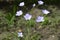 Linum hirsutum with light violet flowers