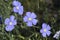 Linum Lewisii