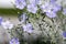 Linum lewisii perennial ornamental beautiful flowers, bright light blue flowering plant