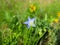 Linum Lewisii or Wild Blue Flax Wildflower