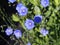 Linum perenne - perennial flax, blue flax