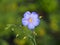 Linum perenne - perennial flax, blue flax