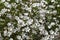 Linum suffruticosum subsp salsoloides