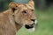 Lion -