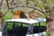 Lion on an abandoned vehicle