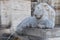 Lion of the Acqua Felice fountain