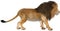 Lion, Africa, Wildlife, Illustration, Isolated