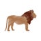 Lion african animal