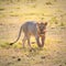 Lion, amboseli, kenya