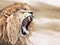 Lion anger