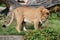 Lion animal female zoo