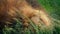 Lion Asleep In Long Grass Closeup