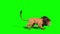 Lion Attacks Side Loop 3D Rendering Animation