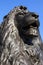 Lion at the base of Nelson\'s Column