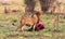 The lion bears prey in the bush. Kenya