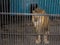 Lion behind the bars