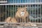 Lion behind bars cage at the zoo