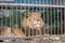 Lion behind bars cage at the zoo